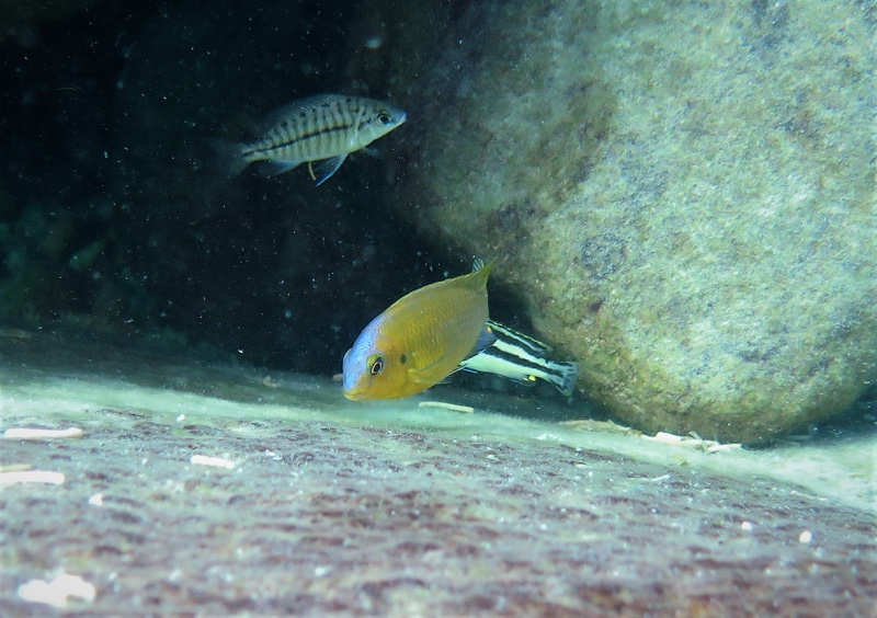 Petrotilapia flaviventris 'Chizumulu Island'